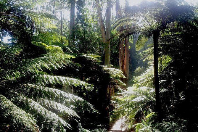 Dandenong Ranges Private Day Tour - A relaxed lunch break in Kallista