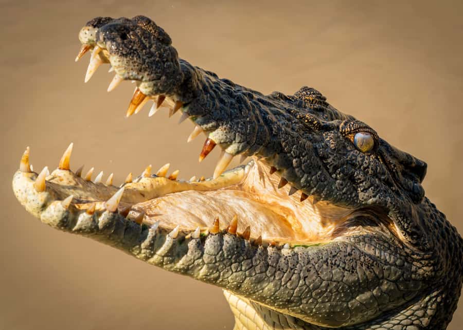 Darwin: Adelaide River Cruises, Jumping Crocodile Experience - Key points to know before you go