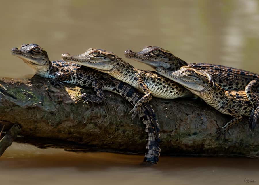 Darwin: Adelaide River Cruises, Jumping Crocodile Experience - Reaching the Adelaide River from Darwin