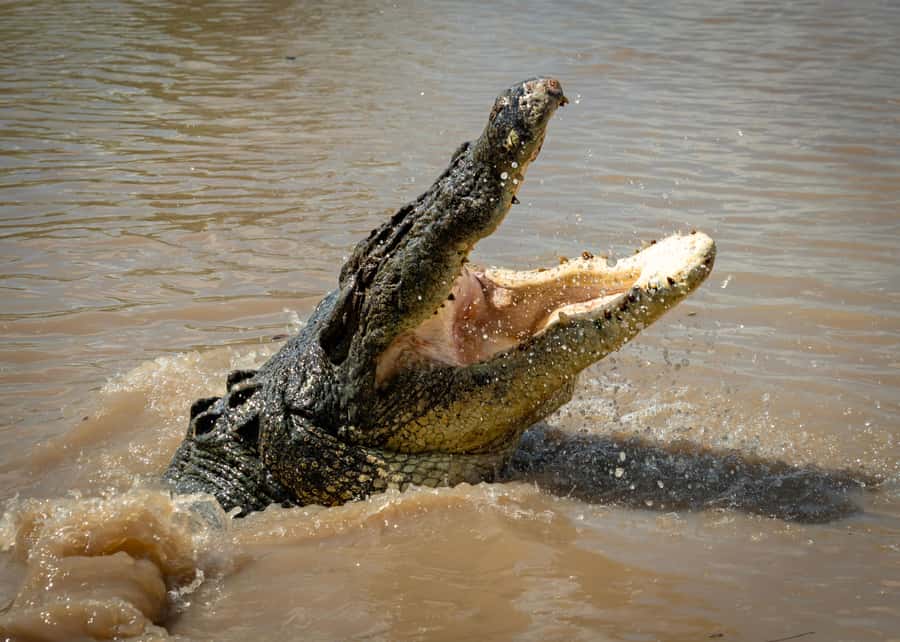 Darwin: Adelaide River Cruises, Jumping Crocodile Experience - Watching Brutus and Dominator rise from the water