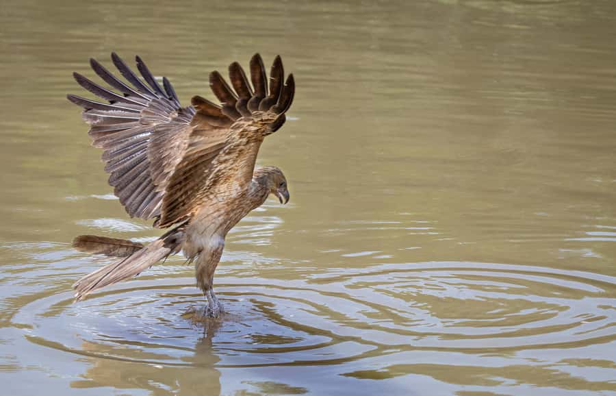 Darwin: Adelaide River Cruises, Jumping Crocodile Experience - The Adelaide River wetlands and other wildlife