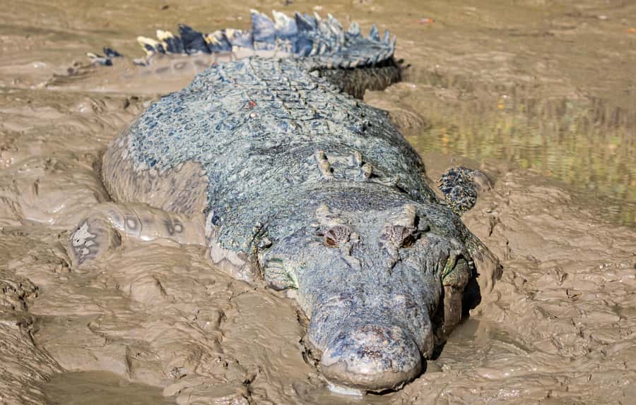 Darwin: Adelaide River Cruises, Jumping Crocodile Experience - Value at $38 per person