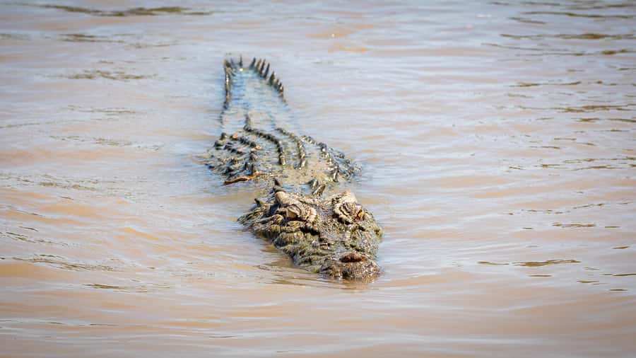 Darwin: Adelaide River Cruises, Jumping Crocodile Experience - Practical tips for a better hour