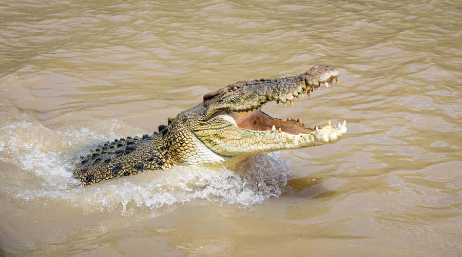 Darwin: Adelaide River Cruises, Jumping Crocodile Experience - Boarding a sturdy boat on a wild river