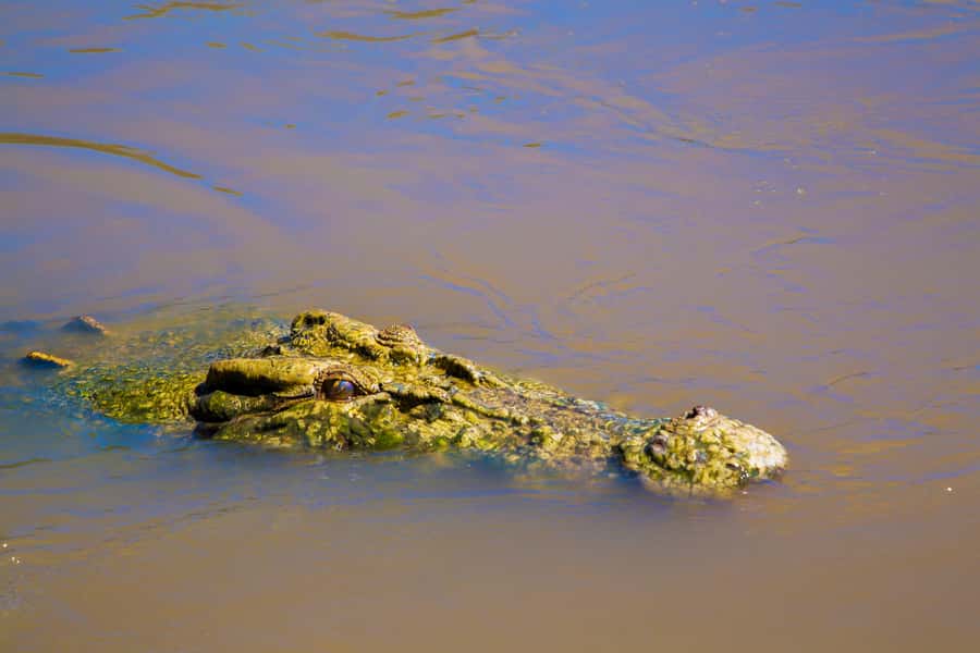 Darwin: Adelaide River Half-Day Jumping Crocs Cruise - Practical tips for a smoother afternoon