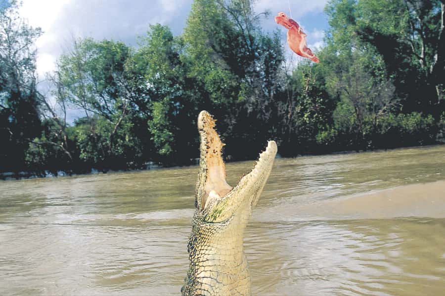 Darwin: Adelaide River Half-Day Jumping Crocs Cruise - Why this half-day trip works well from Darwin