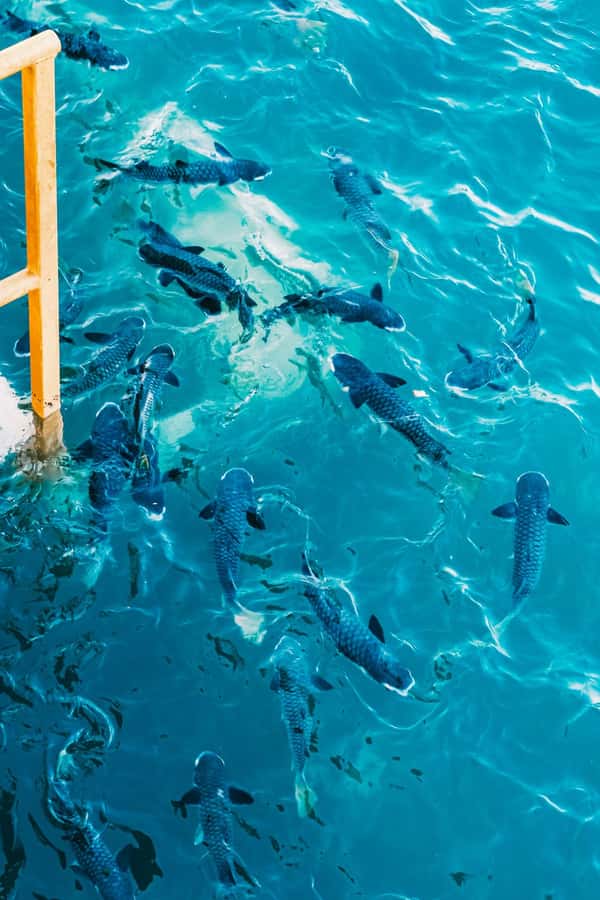 Darwin: Aquascene Fish Feeding Experience - What makes Doctors Gully different