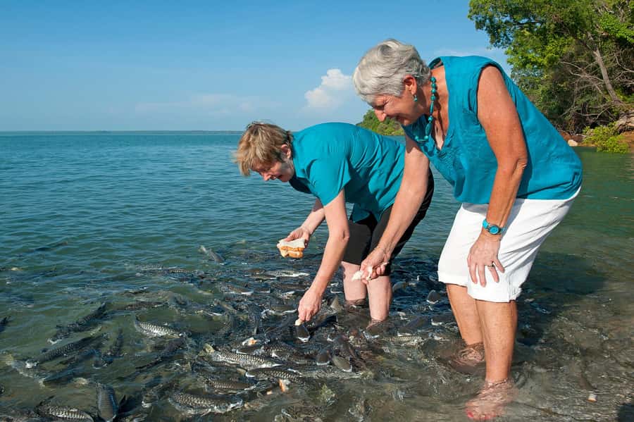 Darwin: Aquascene Fish Feeding Experience - Feeding from the shaded platform