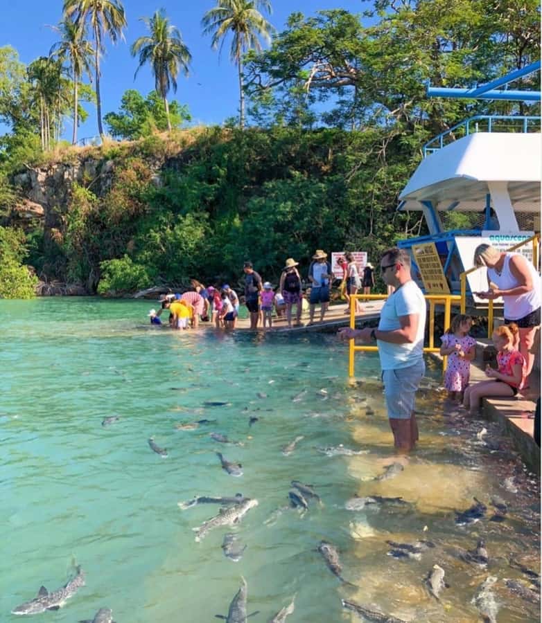 Darwin: Aquascene Fish Feeding Experience - The Gully Cafe and playground