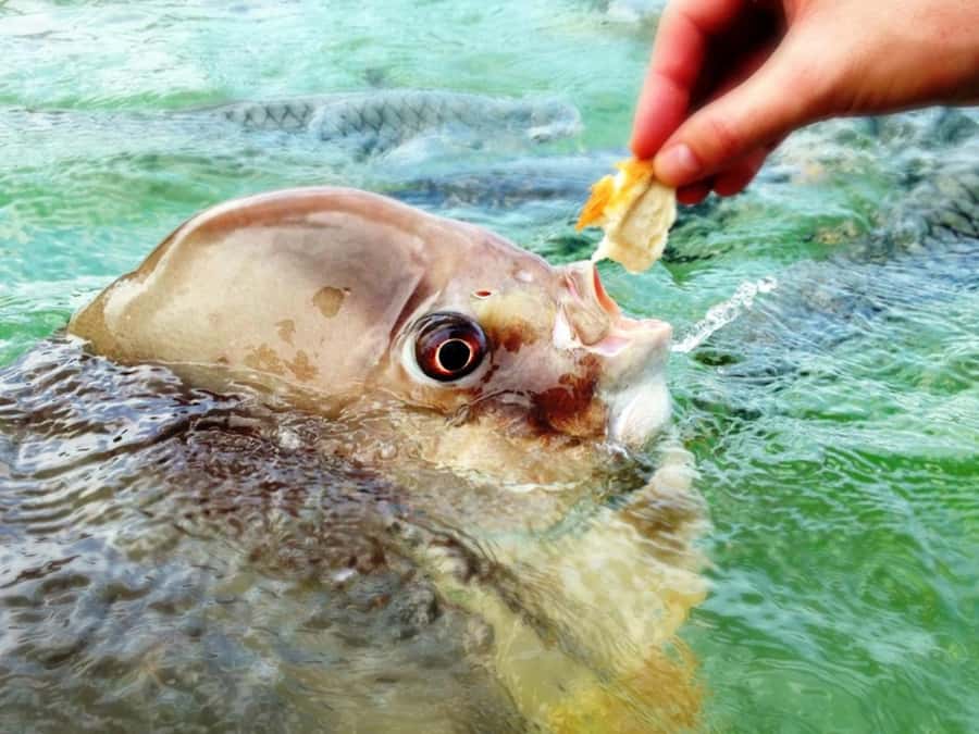 Darwin: Aquascene Fish Feeding Experience - Staff help and the limits of a busy feeding area