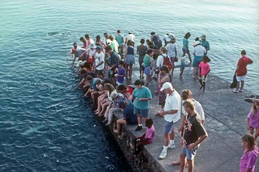 Darwin: Aquascene Fish Feeding Experience - Comfort, access, and practical preparation