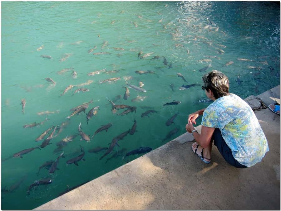 Darwin: Aquascene Fish Feeding Experience - Planning around Darwin’s high tide