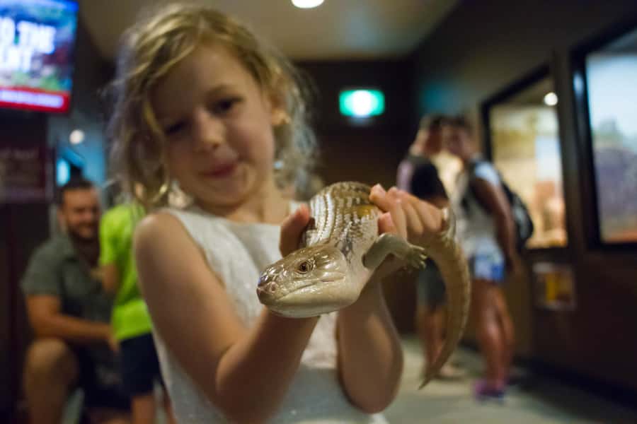 Darwin: Crocosaurus Cove Entry & Hop-on-Hop-Off Bus Tour - Who will get the most from this pass