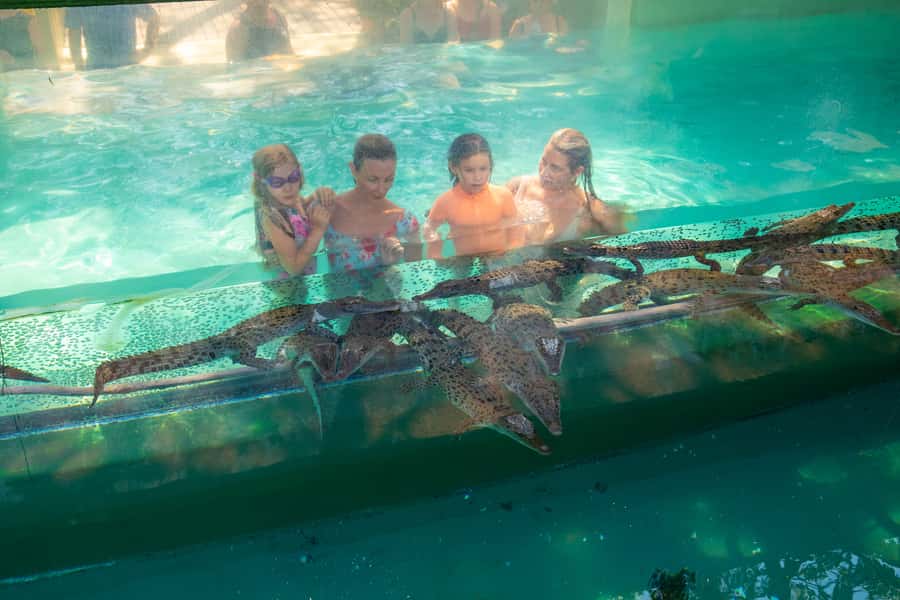 Darwin: Crocosaurus Cove Entry & Hop-on-Hop-Off Bus Tour - Plan around the ten daily reptile shows