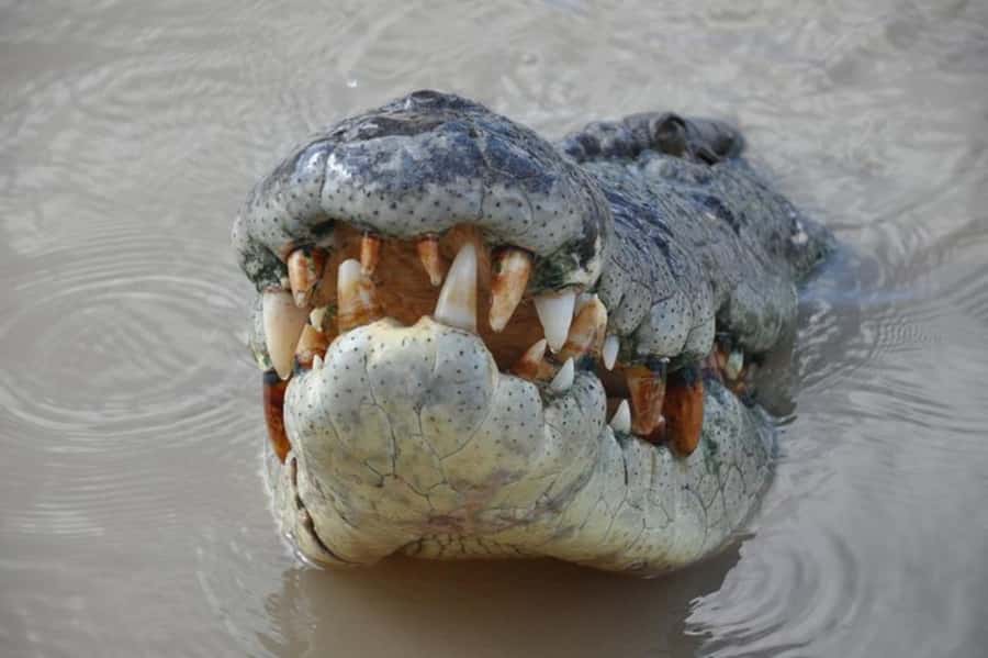 Darwin: Jumping Crocodile Adventure Cruise with Lunch - Key points to know before booking