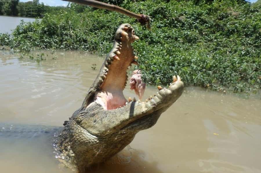 Darwin: Jumping Crocodile Adventure Cruise with Lunch - Is $138 a fair price?