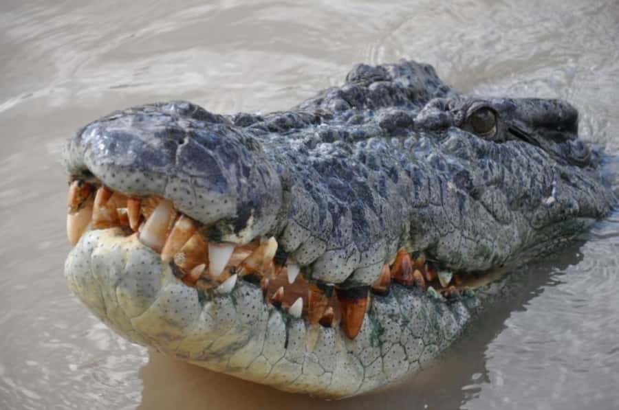 Darwin: Jumping Crocodile Adventure Cruise with Lunch - Who should book this experience?