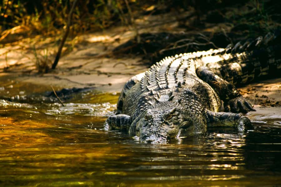 Darwin: Jumping Crocodile River Cruise with Shuttle Bus - Why this Darwin crocodile trip works