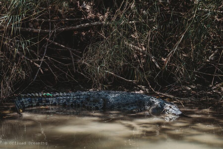 Darwin: Kakadu National Park Day Tour with Lunch - The East Alligator River and its crocodiles