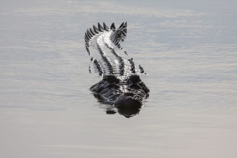 Darwin: Kakadu National Park Day Trip - Warradjan Cultural Center and Aboriginal perspectives