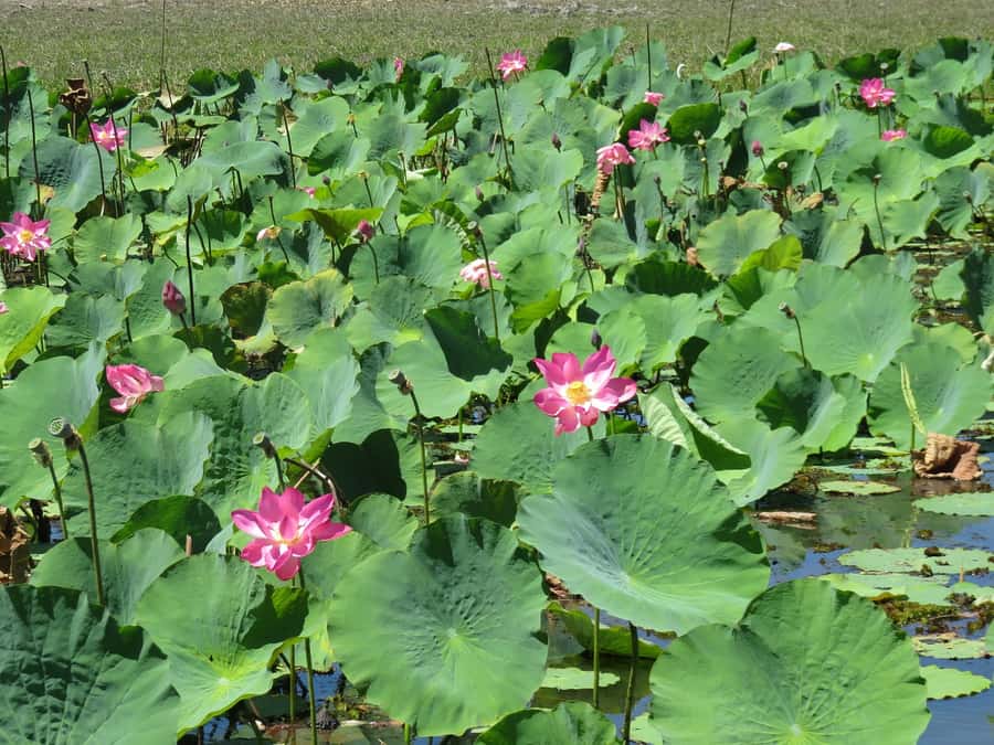 Darwin: Kakadu National Park Day Trip - Wet season or dry season?