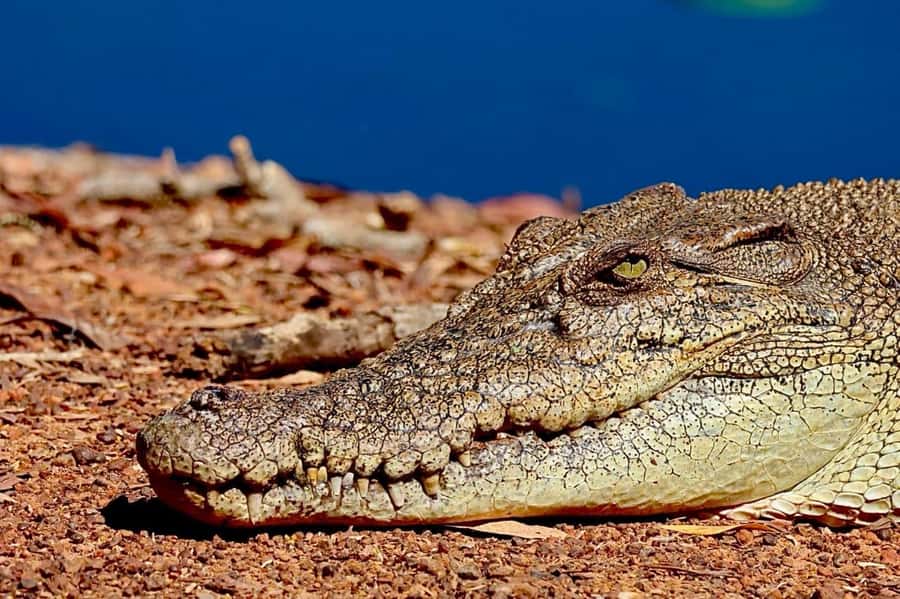 Darwin: Kakadu National Park & Wildlife Full Day Tour - Fogg Dam begins the wildlife story