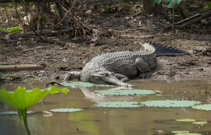 Darwin: Mary River Wetlands Wildlife Cruise with Lunch - What the guides add to the day