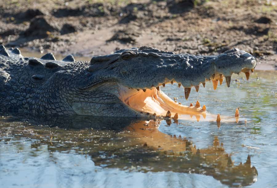 Darwin: Mary River Wetlands Wildlife Cruise with Lunch - Is $166 good value?