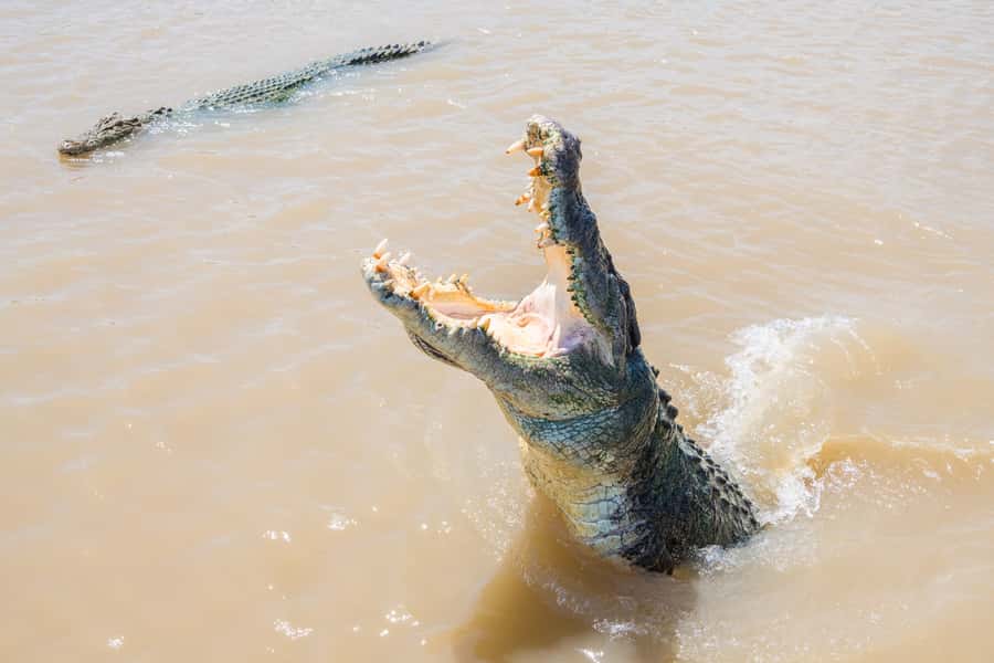 Darwin: Spectacular Jumping Crocodile Adelaide River Cruise - Driving from Darwin to the river