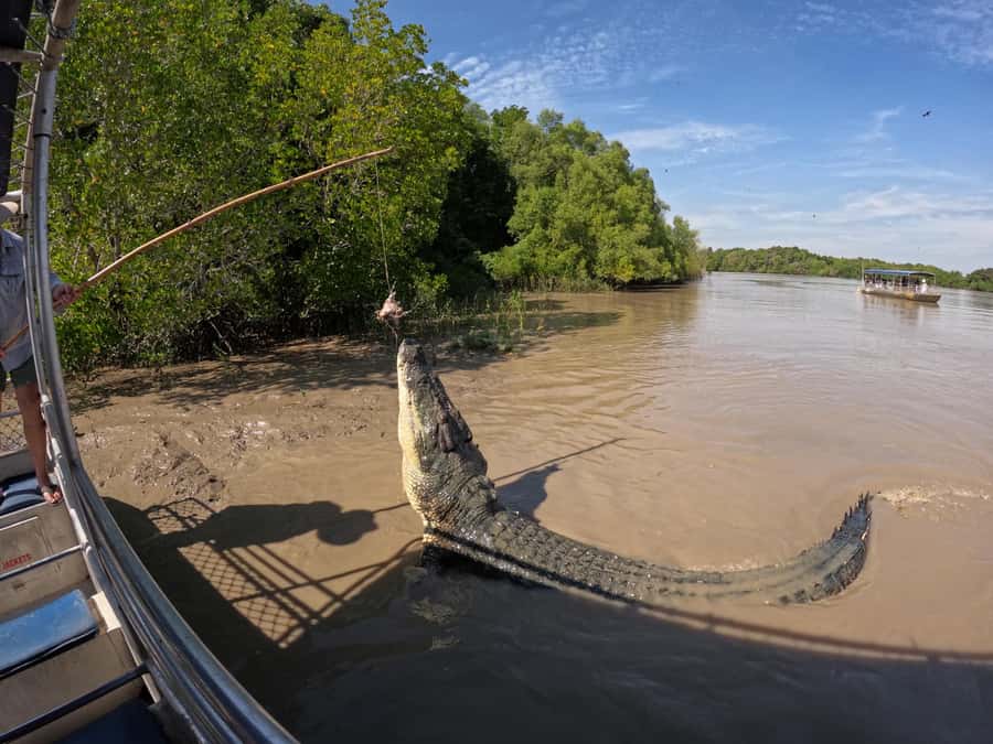 Darwin: The Croc Bus to the Famous Jumping Crocodile Cruise - Key points to know before boarding