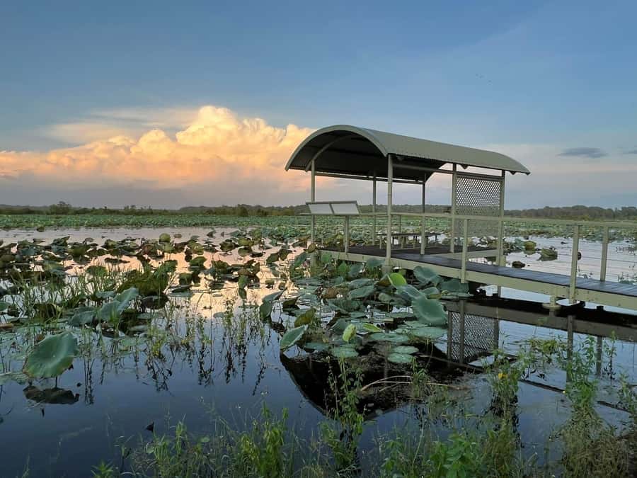 Darwin: The Croc Bus to the Famous Jumping Crocodile Cruise - The Adelaide River cruise and the jumping crocodiles