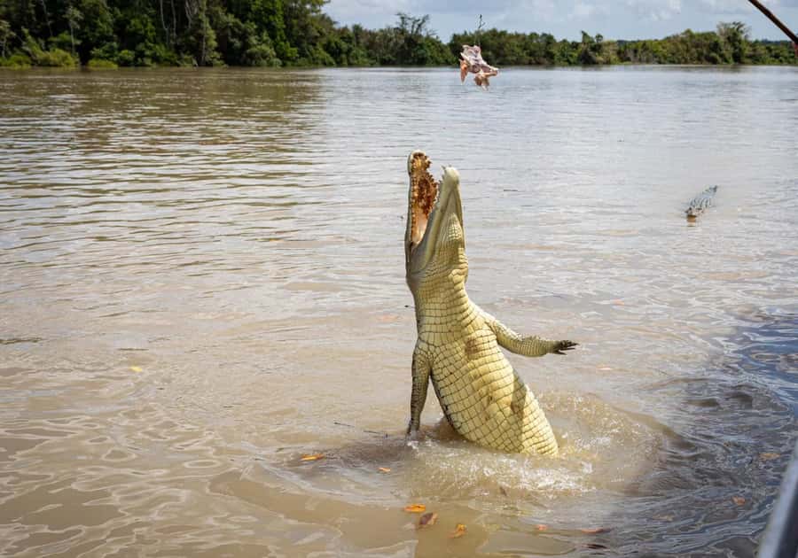 Darwin: The Croc Bus to the Famous Jumping Crocodile Cruise - Who should book this experience?