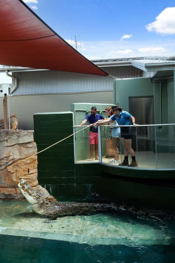 Darwin: VIP Crocosaurus Cove Experience - Starting with a five-meter crocodile