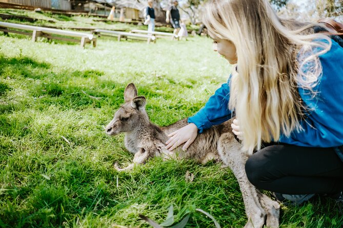 Day Tour in Mt. Field, Mt. Wellington, Bonorong Wildlife Sanctuary and Richmond - Five things to know before you go