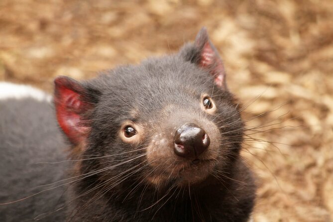 Day Tour in Mt. Field, Mt. Wellington, Bonorong Wildlife Sanctuary and Richmond - Is $128.39 good value?