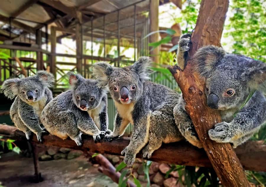 Day Trip: Rainforest & Aboriginal Culture Tour - The Army Duck brings the rainforest to life