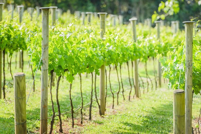Deluxe Wine Tour to Tamborine Mountain, includes two course lunch - Lunch is the tour’s real anchor