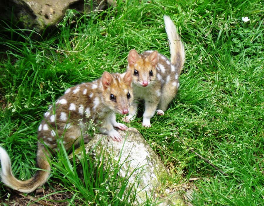 Devils at Cradle: Day Keeper Tour and Entry to Wildlife Park - Key points before you go