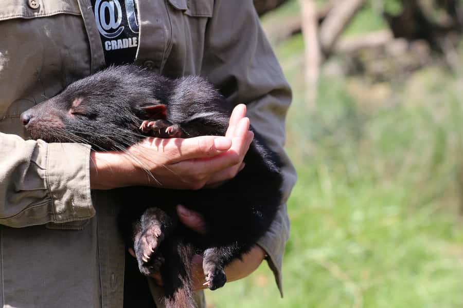 Devils at Cradle: Day Keeper Tour and Entry to Wildlife Park - Why Devils at Cradle makes a good Cradle Mountain stop