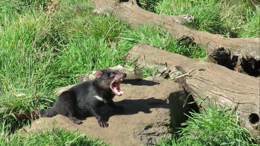 Devils at Cradle: Day Keeper Tour and Entry to Wildlife Park - Seeing devils in their daytime routine