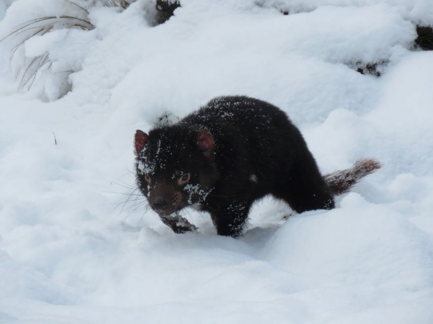 Devils at Cradle: Day Keeper Tour and Entry to Wildlife Park - Why the conservation message matters
