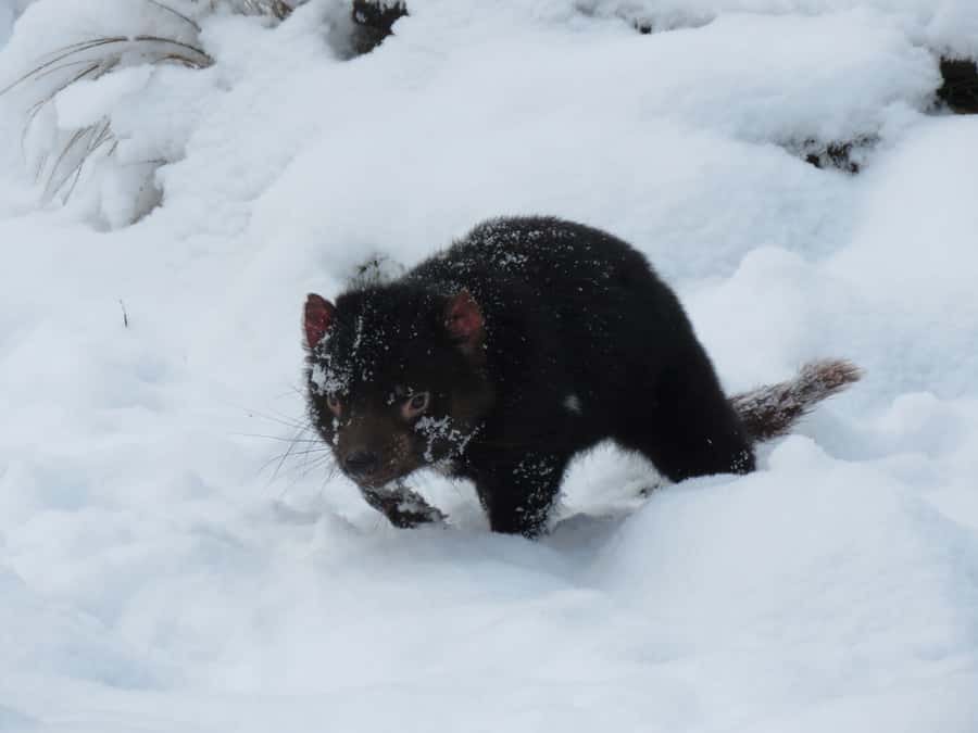 Devils at Cradle: Day Keeper Tour and Entry to Wildlife Park - Who will enjoy this experience most