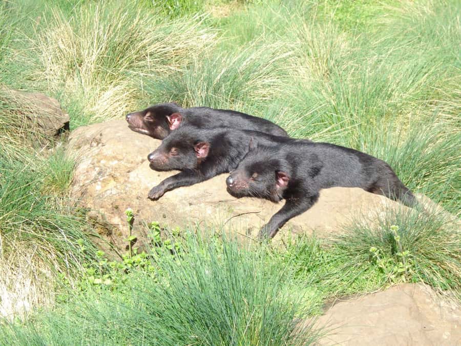 Devils at Cradle: Day Keeper Tour and Entry to Wildlife Park - What happens during the 45-minute keeper tour