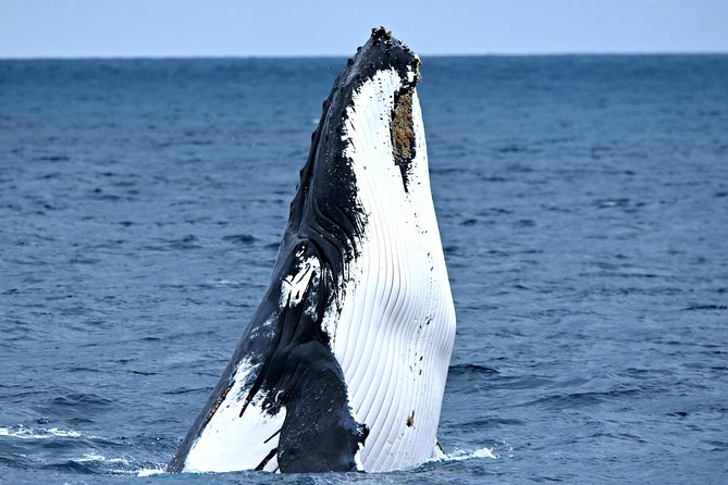 Discover Rottnest with Ferry & Bus Tour - The 90-minute coach tour: helpful, but not hop-on, hop-off