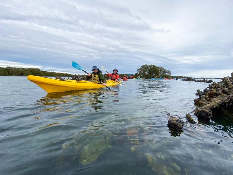Dolphin Sanctuary and Ships Graveyard Kayak Tour - When this tour offers the best value
