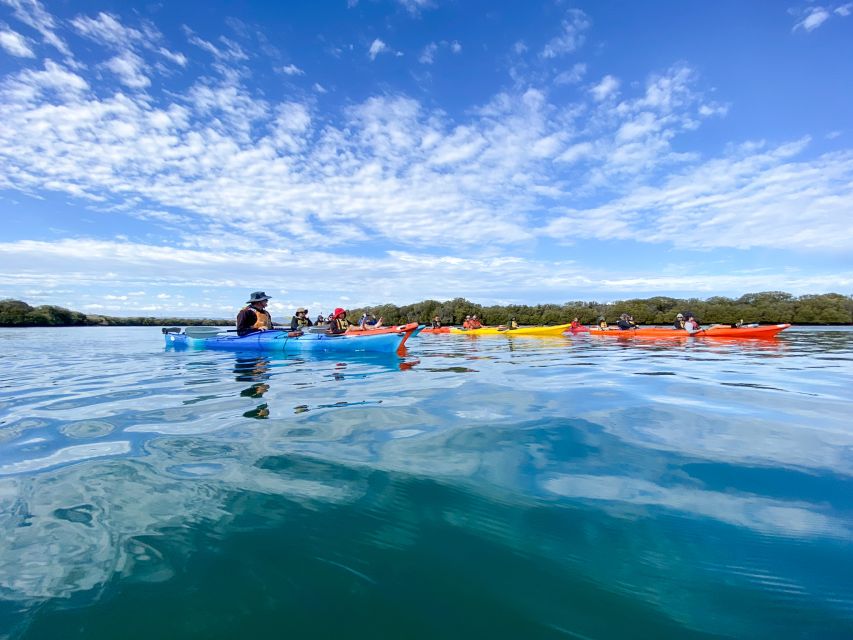 Dolphin Sanctuary and Ships Graveyard Kayak Tour - Watching for Port River dolphins