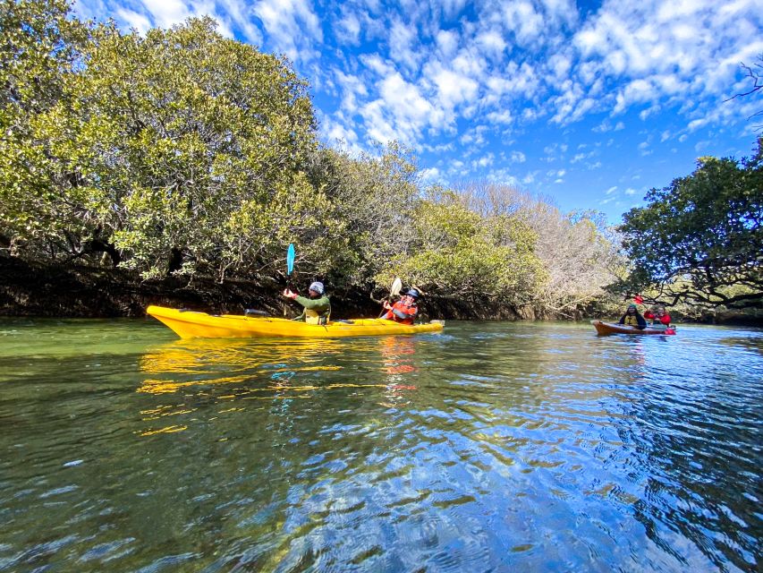 Dolphin Sanctuary and Ships Graveyard Kayak Tour - Paddling through the mangrove creeks