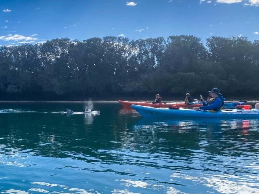 Dolphin Sanctuary and Ships Graveyard Kayak Tour - What the three hours feel like