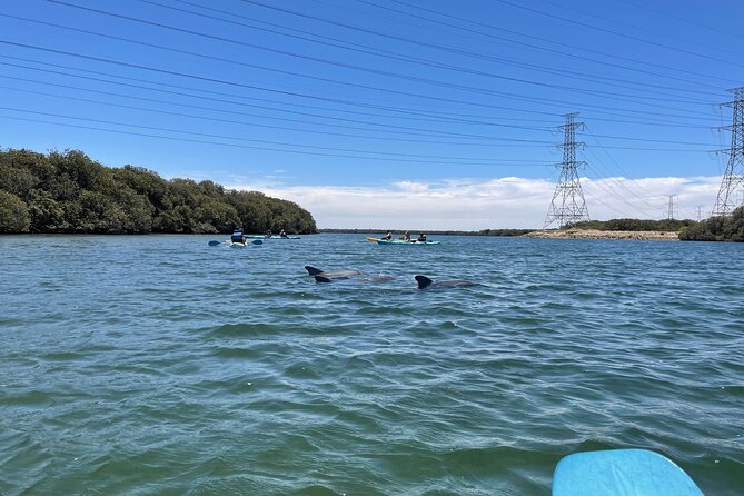 Dolphin Sanctuary Kayak Tour Adelaide - How much value do you get for $56.66?