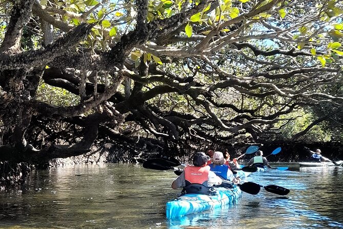 Dolphin Sanctuary Kayak Tour Adelaide - A good choice for families and first-time kayakers